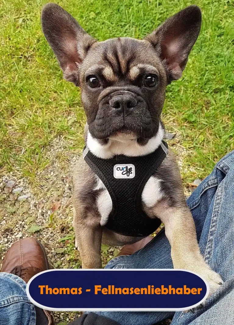 Nahaufnahme der Französischen Bulldogge Eliza als Welpe mit schwarzem Geschirr, die ihre Pfote auf Thomas Schoos Bein in blauer Jeans legt – Kurzporträt mit einem dunkelblauen Button und orangefarbener Schrift: „Thomas - Fellnasenliebhaber